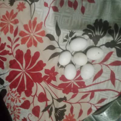 desi murgi ke ande desi murgi ke ande
