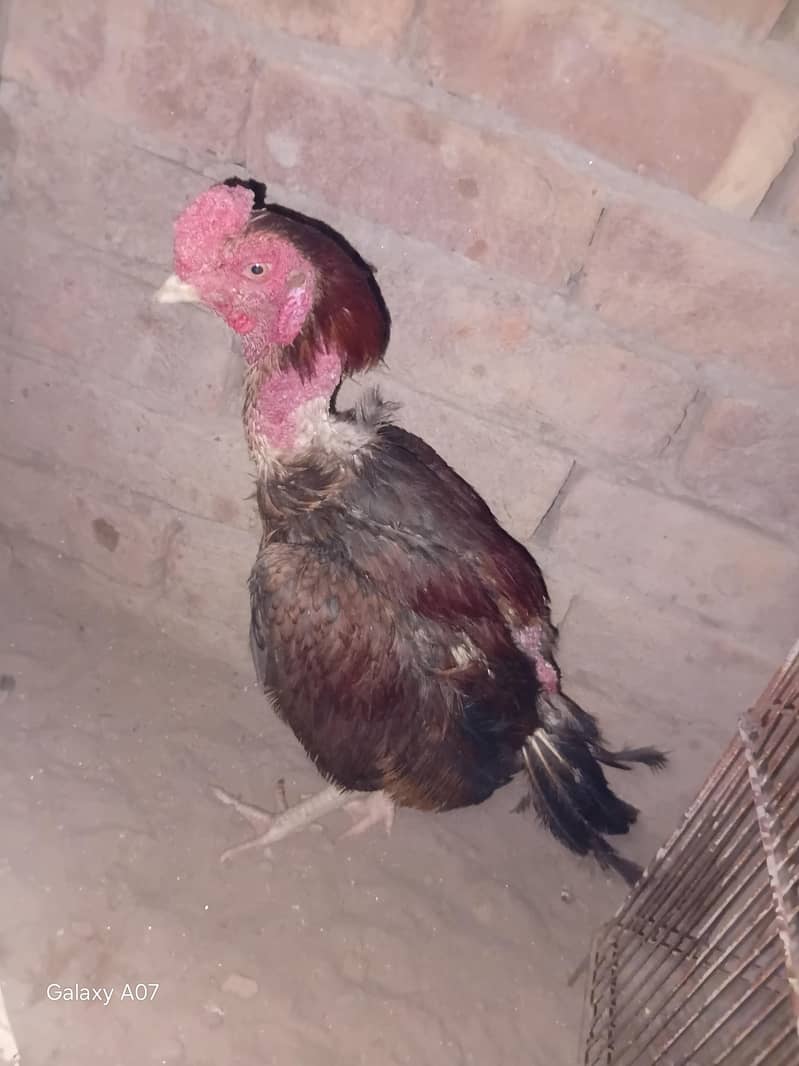 اصیل + بینٹم 7