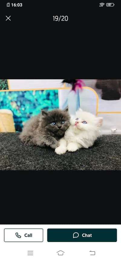 Persian cat for sale male or female my 03313091788