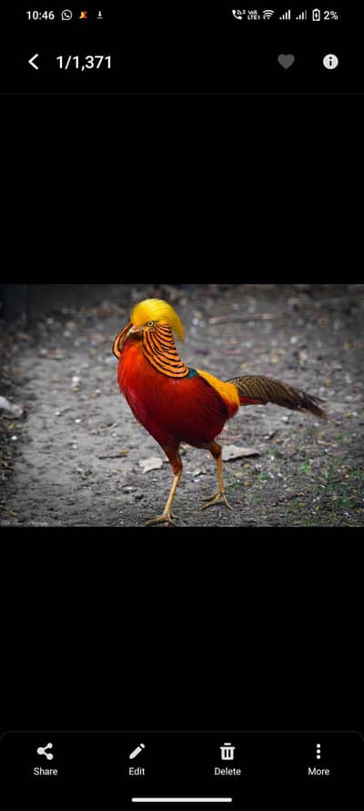 Golden Pheasent