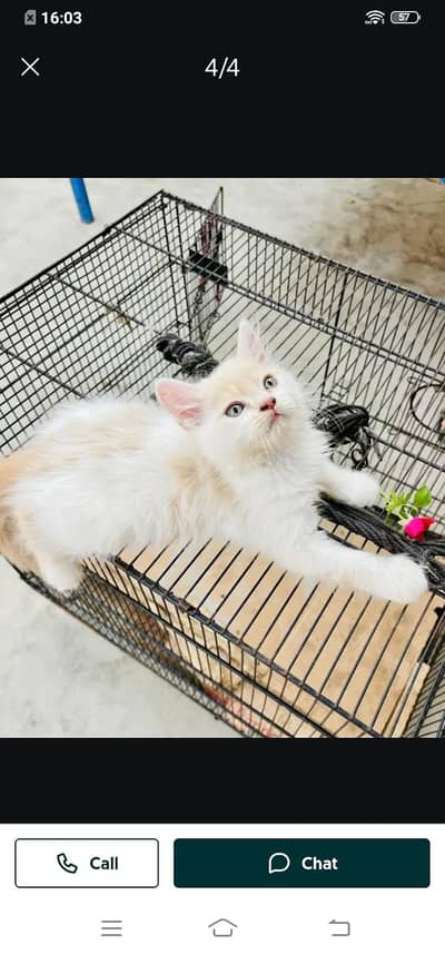 Persian cat for sale male or female my 03313091788