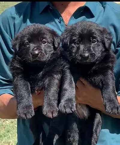 Balck Shepherd long coat male female for sale available