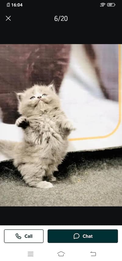 Persian cat for sale male or female my 03313091788