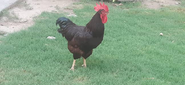 RIR Heritage Young Male