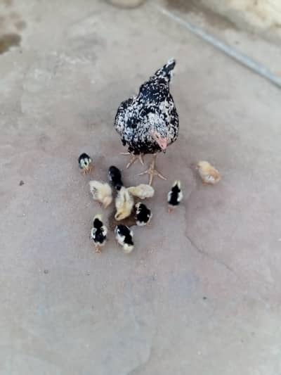 10 chicks with aseel hen
