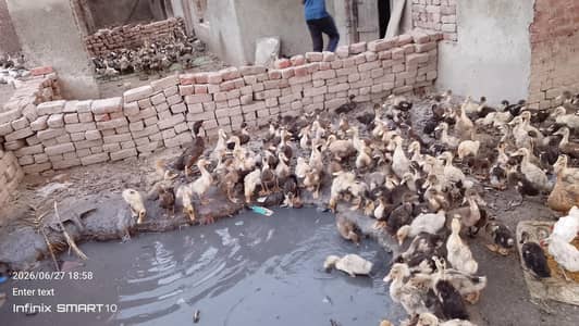 dasi duck  03252811779