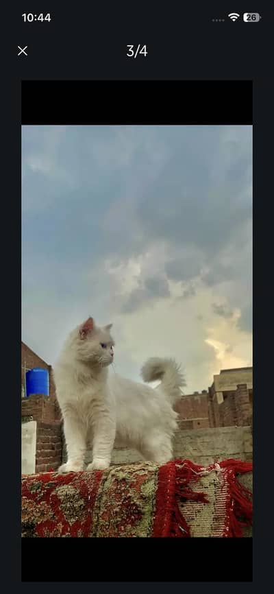 cat male