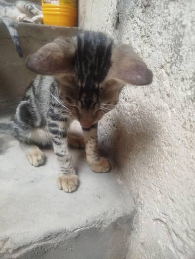 Healthy 3 months old kitten local cat looking for loving home.