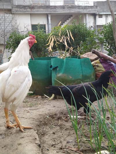 Breeder Boska Murga x mushqi Madi