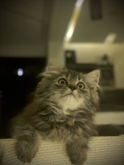 Persian long coat kittens looking for a new home