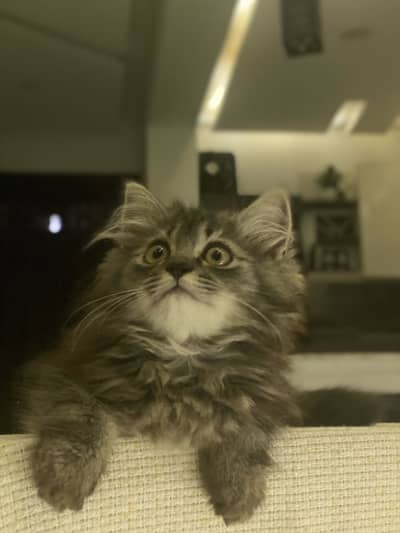 Persian long coat kittens looking for a new home