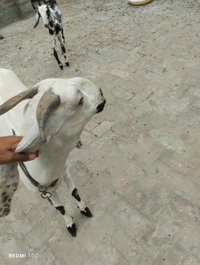 Goat with Two Kids 4 Month  active hain  1 Male  1 Female