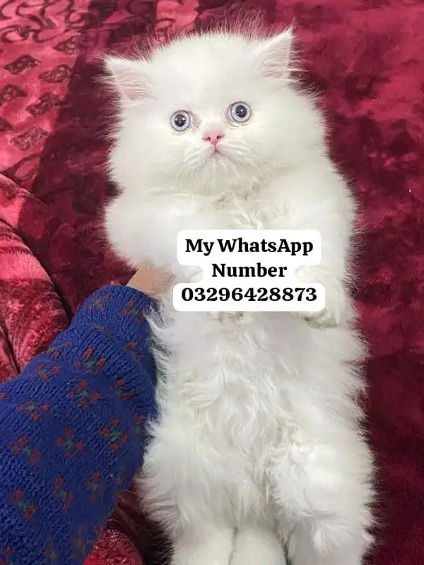 Persion Cat 2 month age for sale