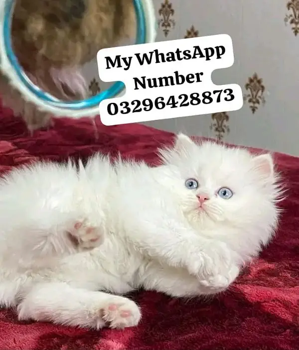 Persion Cat 2 month age for sale — photo 2