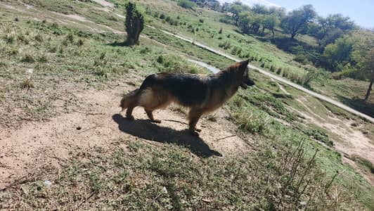 bht achi female ha breeder female