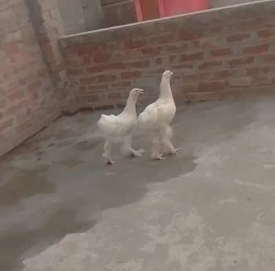 White heavy cochin pair