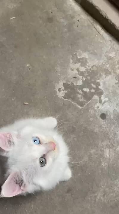 white colour od eyes