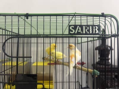 male female canaries water slager and mozaiq yellow