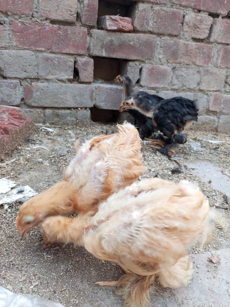 golden buff, black buff chicks 0