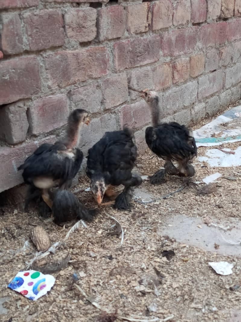 golden buff, black buff chicks 1