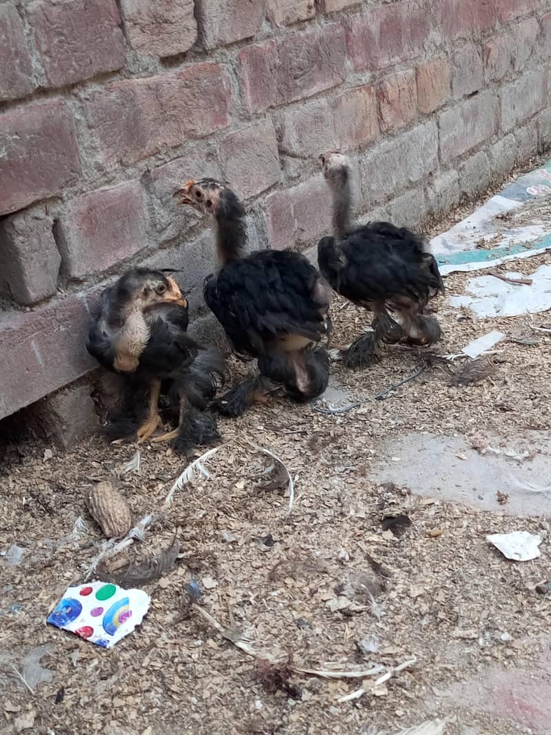 golden buff, black buff chicks 2