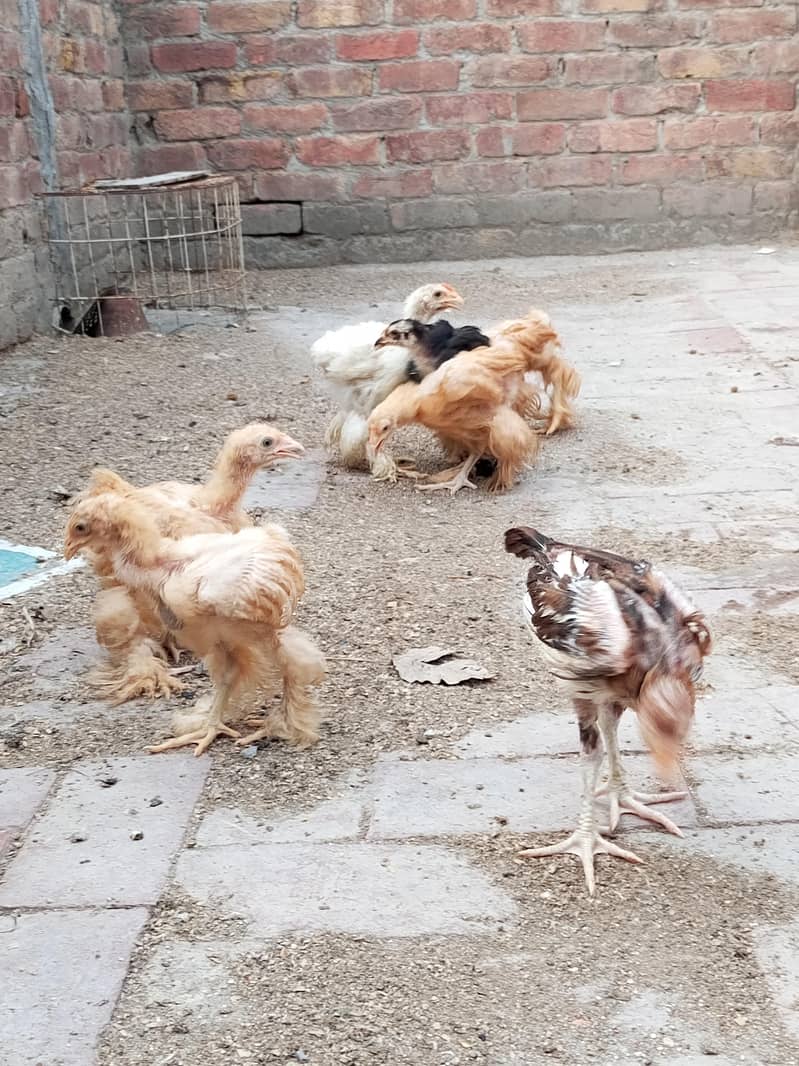 golden buff, black buff chicks 3