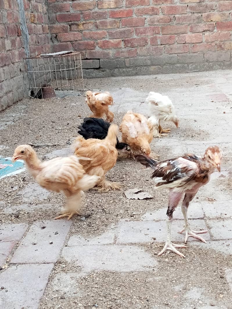 golden buff, black buff chicks 4