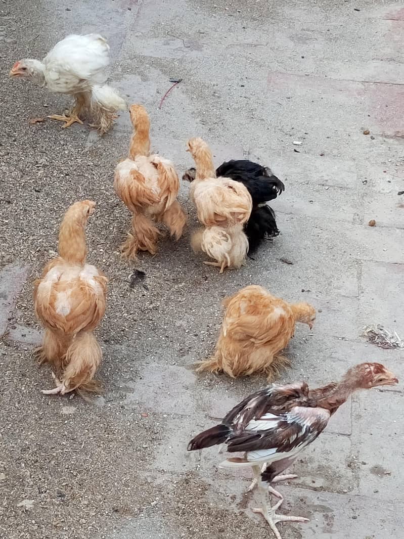 golden buff, black buff chicks 5