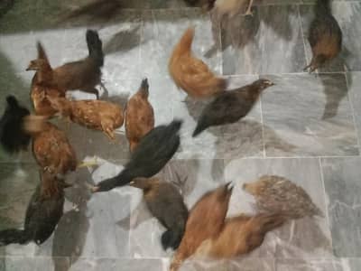 Dessi Chicks Sale {03039211075}