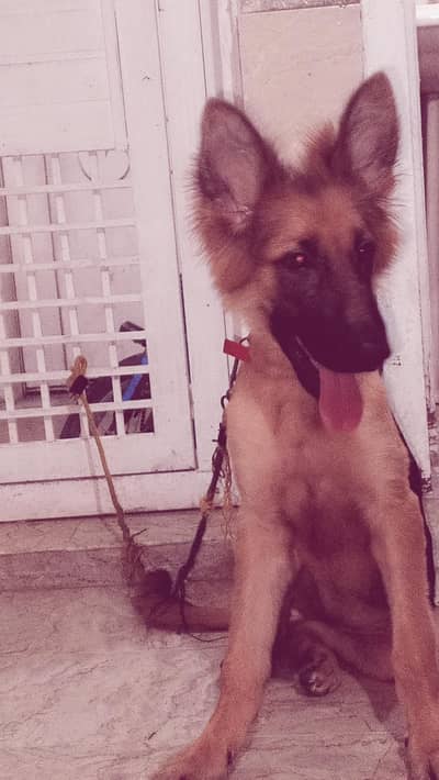 5-Month-Old German Shepherd Puppy for Sale – Healthy & Playful