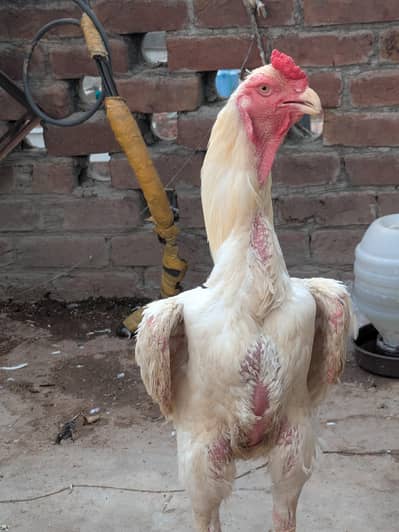shamo aseel japenease oh shamo white