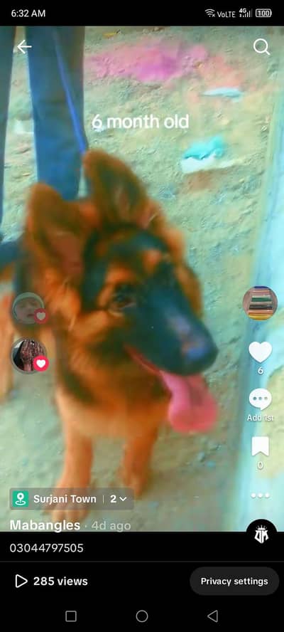 German shepherd