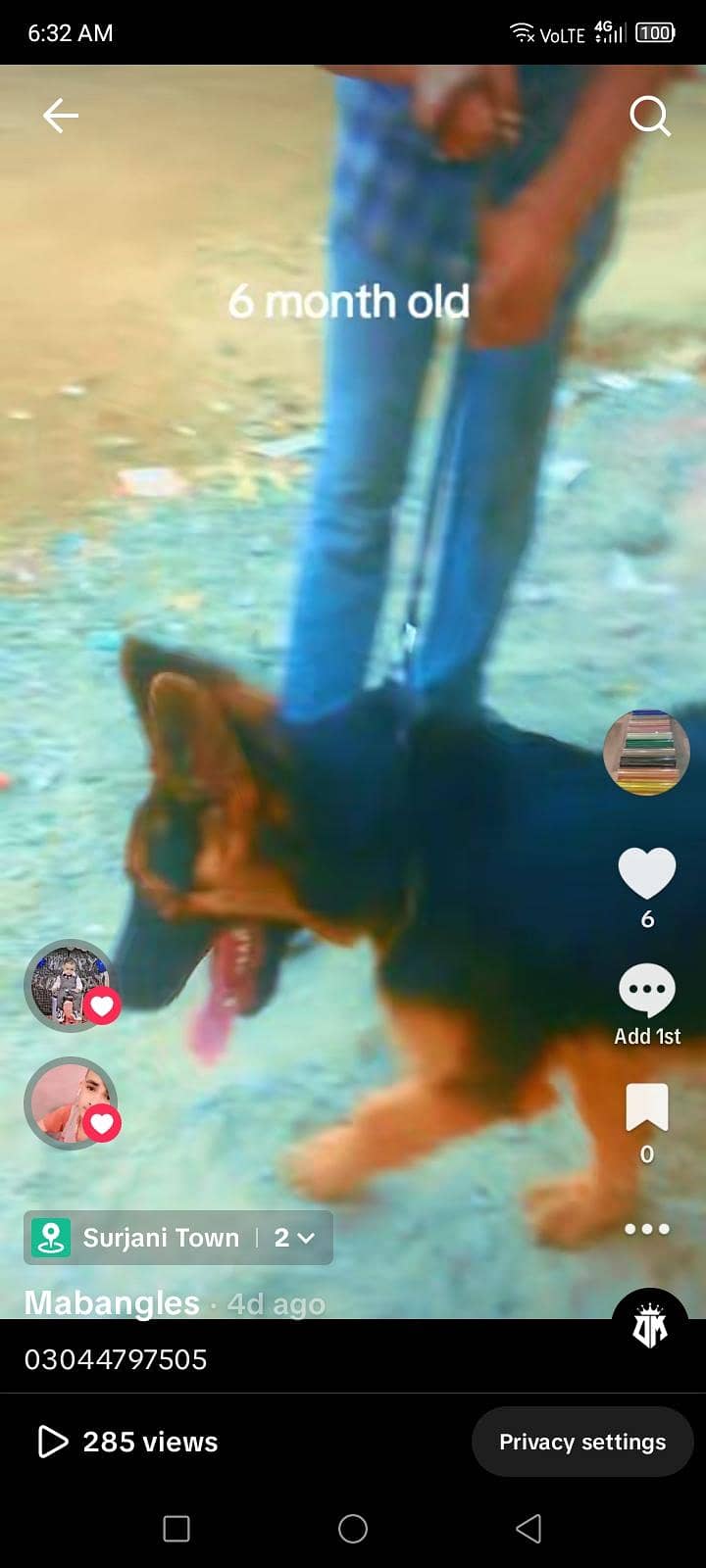 German shepherd 1