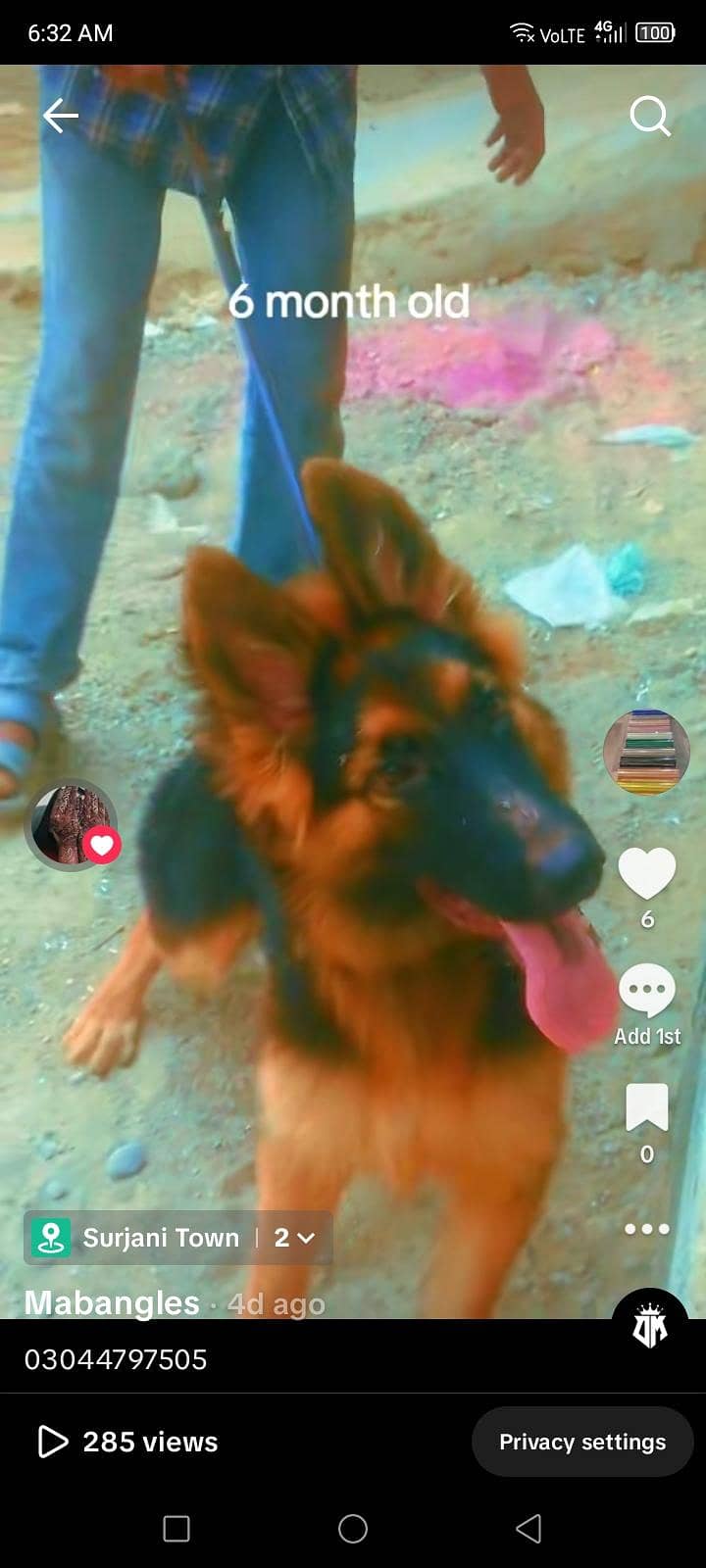 German shepherd 2