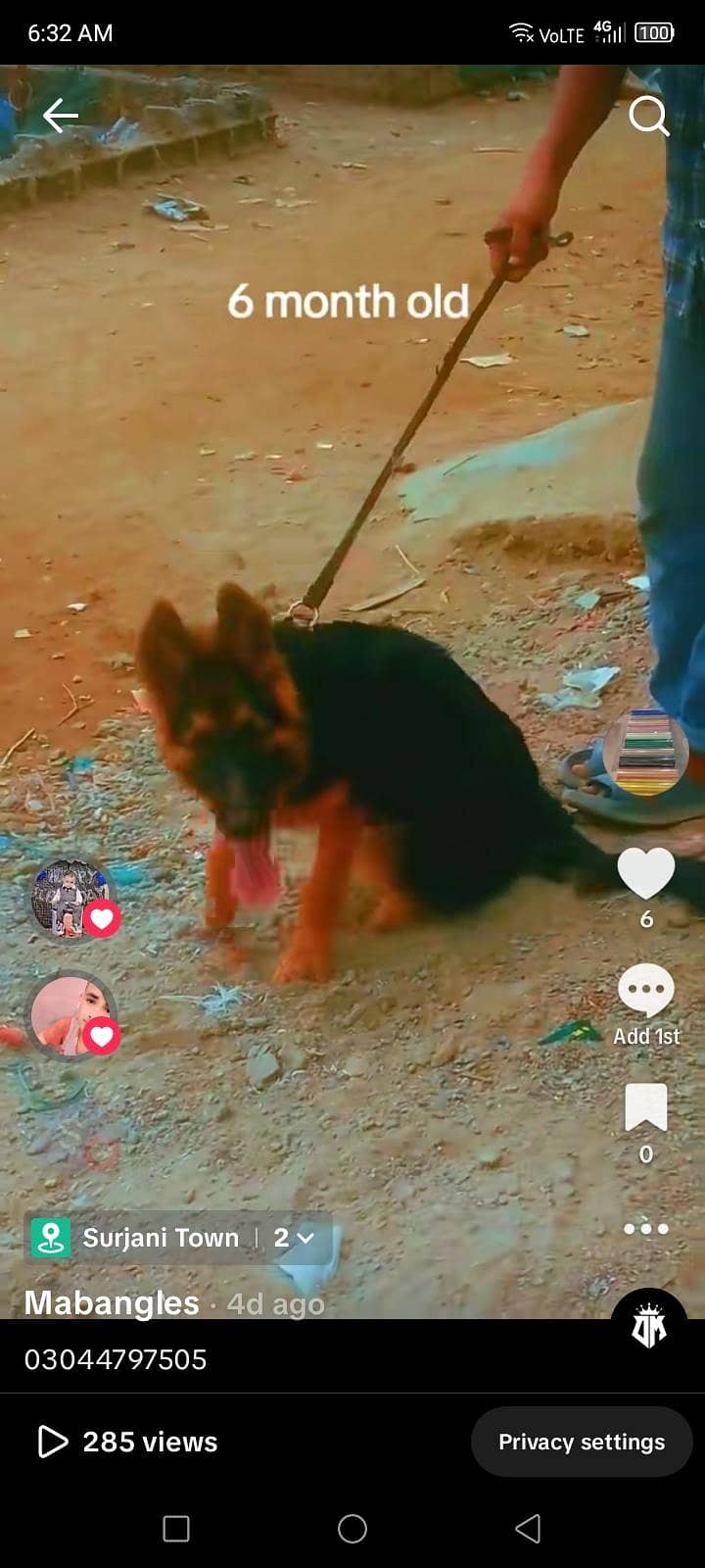 German shepherd 3