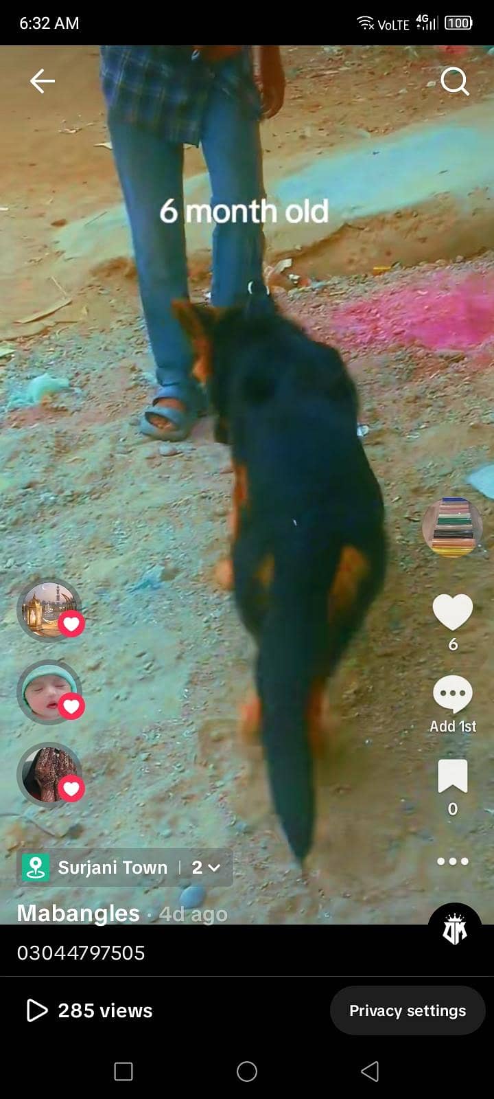 German shepherd 4