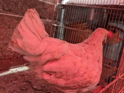 farmi chick/ white baby rabbit