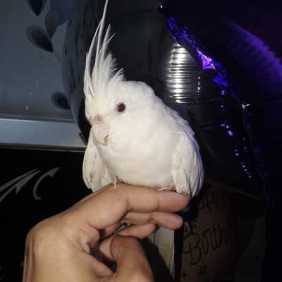 hand tamed pure white red eyes