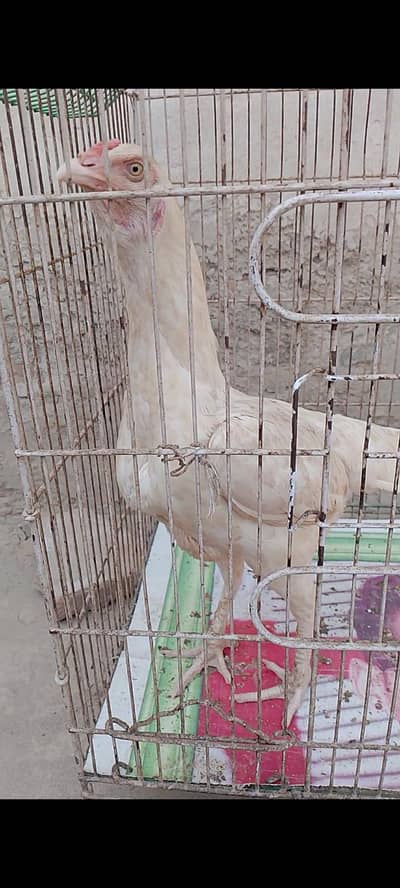 Aseel