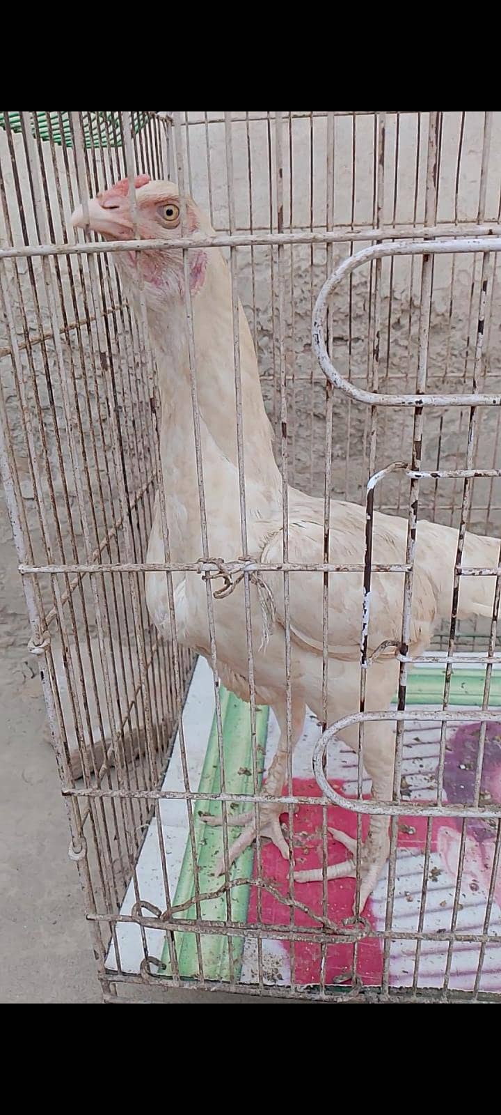 Aseel 0