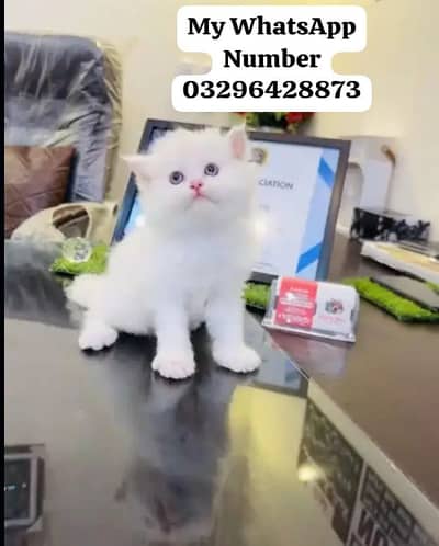 Persion Cat 2 month age for sale