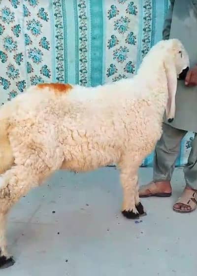 goat for sale 10 condition