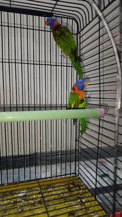 Red Collar Lories Breeder Pair