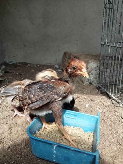 Aseel Chicks Available 0324-7029776
