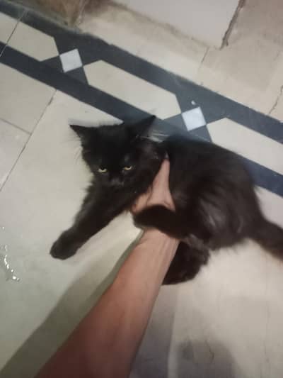 persian cat triple cott