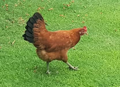 2 Golden Misri & Pure Desi Egg-Laying Hens for Sale