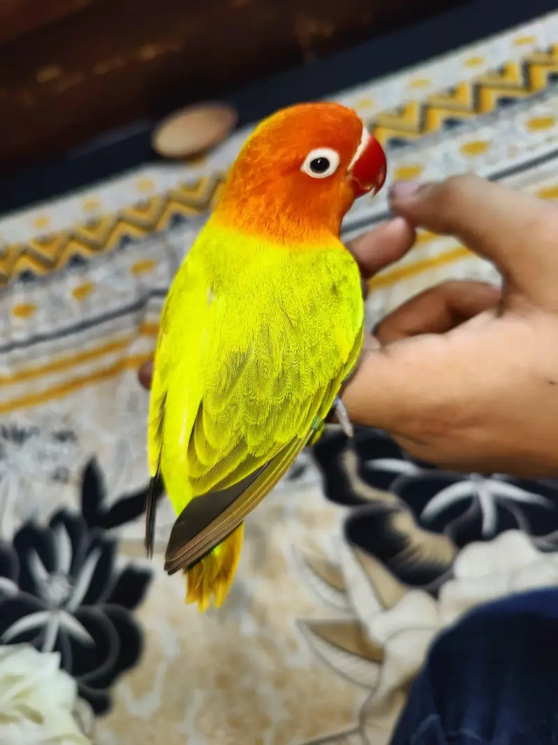Hand Tamed RARE Opline Bite Free Totally Tame Freindly