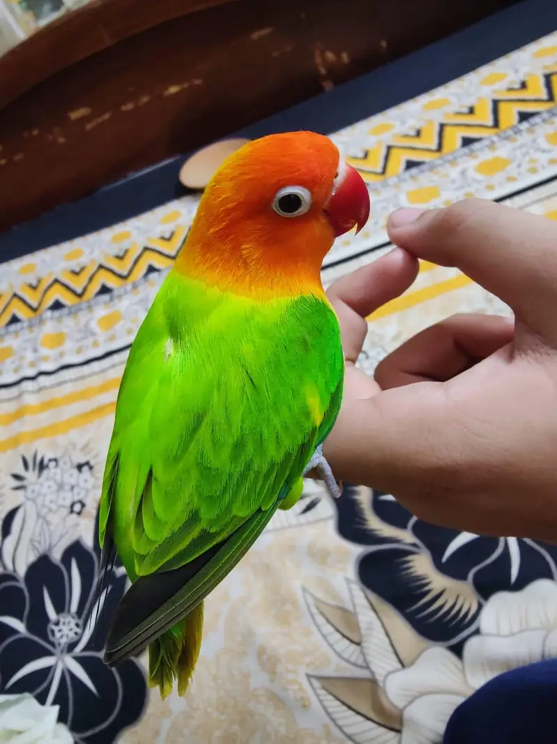 Hand Tamed RARE Opline Bite Free Totally Tame Freindly — photo 3
