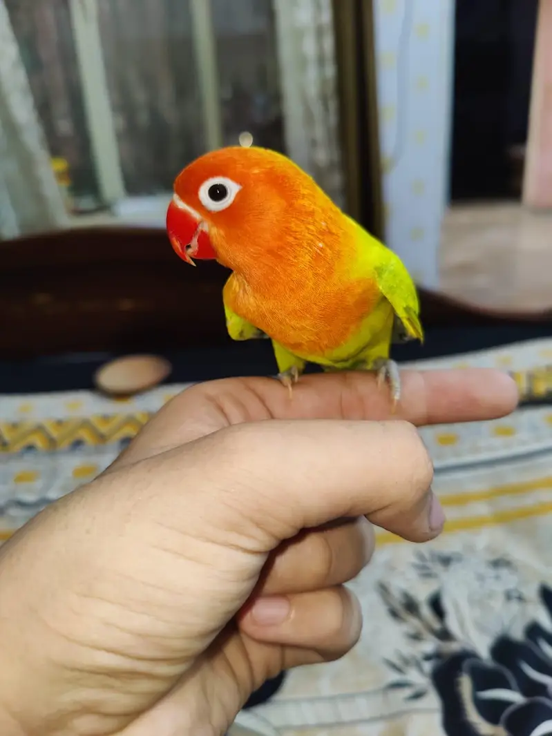 Hand Tamed RARE Opline Bite Free Totally Tame Freindly — photo 4