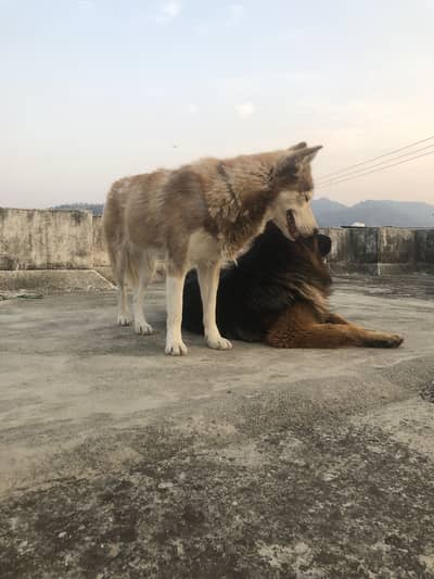 Brown odd eye  husky for sale